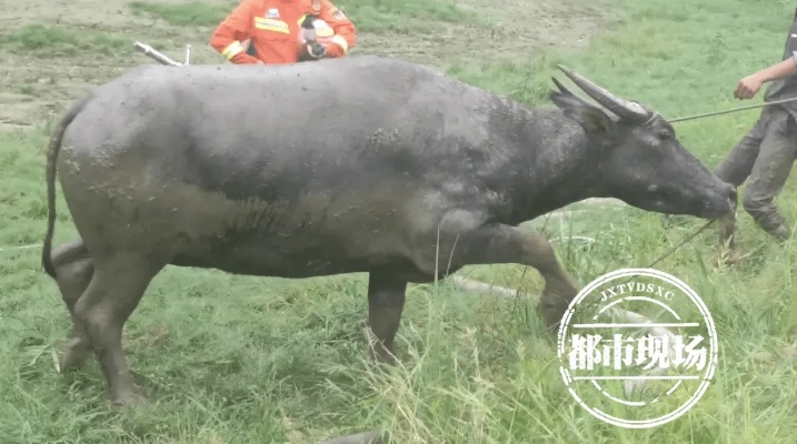 石油大亨的沉沦，从巨额亏损到牢狱之灾的漫长岁月