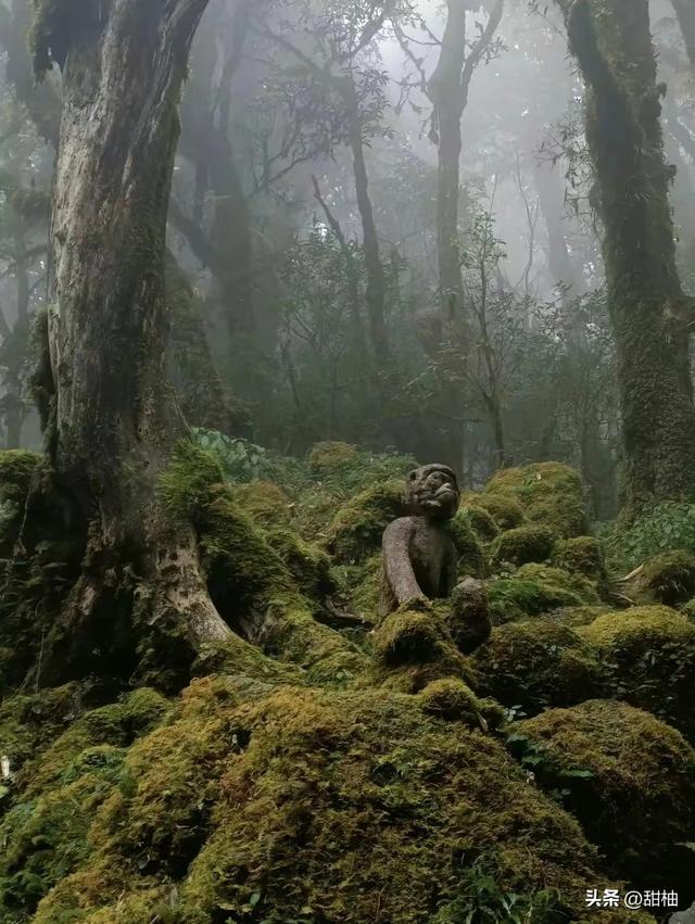 探秘爆火的哀牢山，究竟有多凶险？