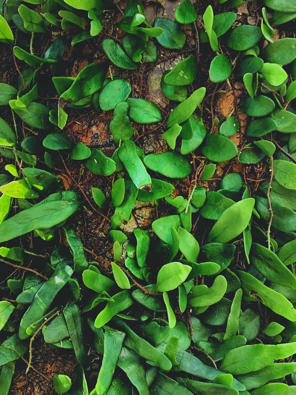 河南趴地菠菜走红，高速绿通助力全国热销