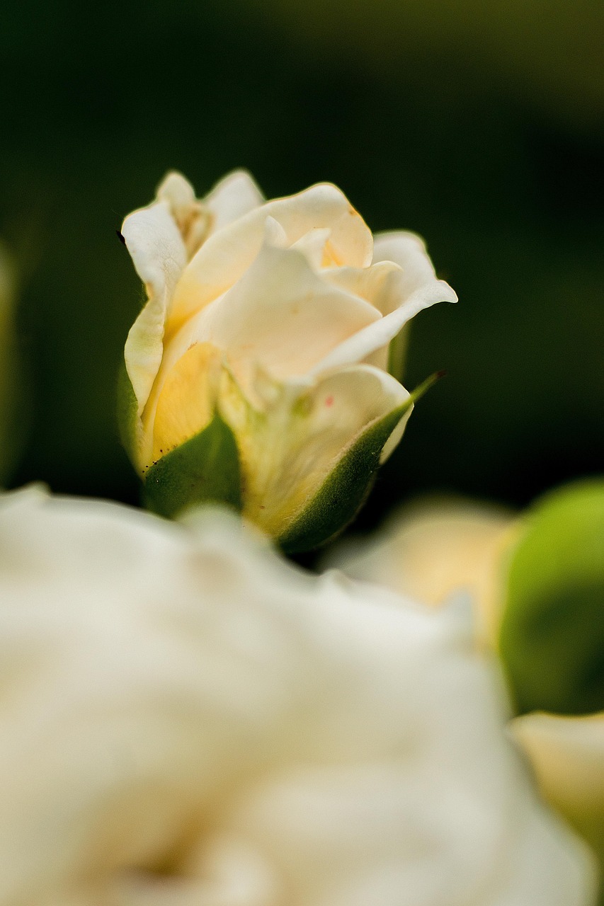 娇龙月季——绽放的美丽与坚韧