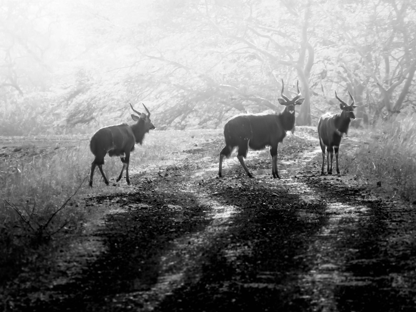 北京动物园的唯一野生马种，珍贵与孤独的共存
