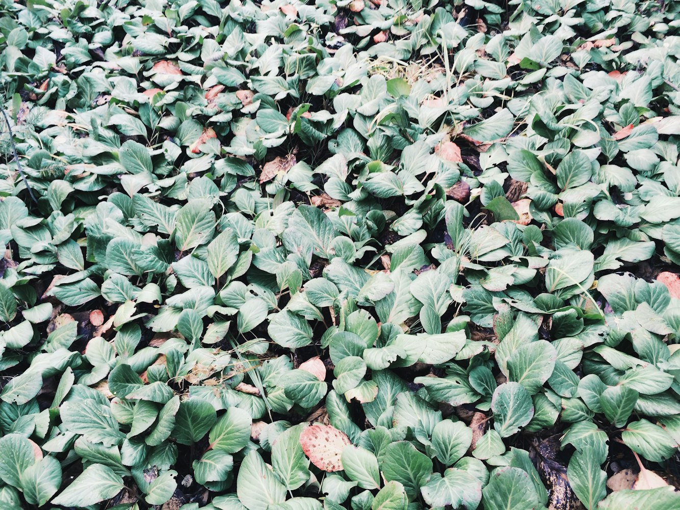 粉菠萝与黑草莓，颜色变换背后的价值飞跃