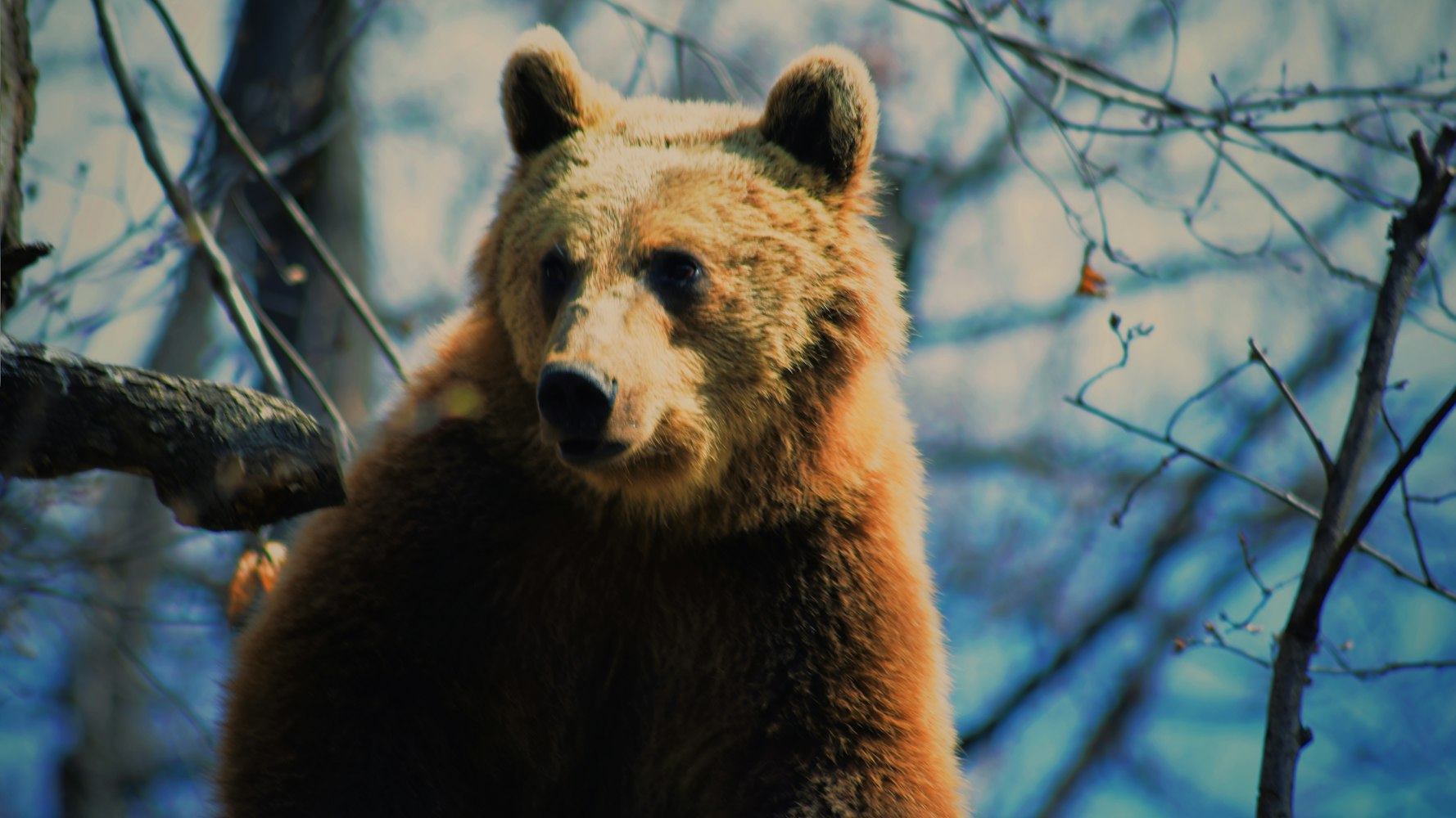 官方回应全网最黑大熊猫，守护国宝，传递正能量