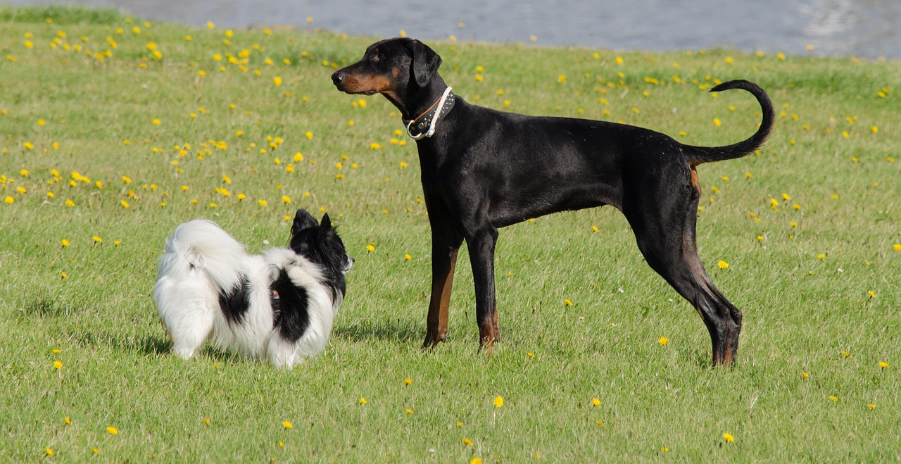 狗被困井下约3年获救，救援人员无私奉献的奇迹